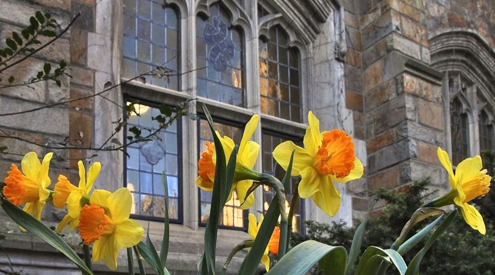 Exterior of the Law School courtyard Filled with spring flowers