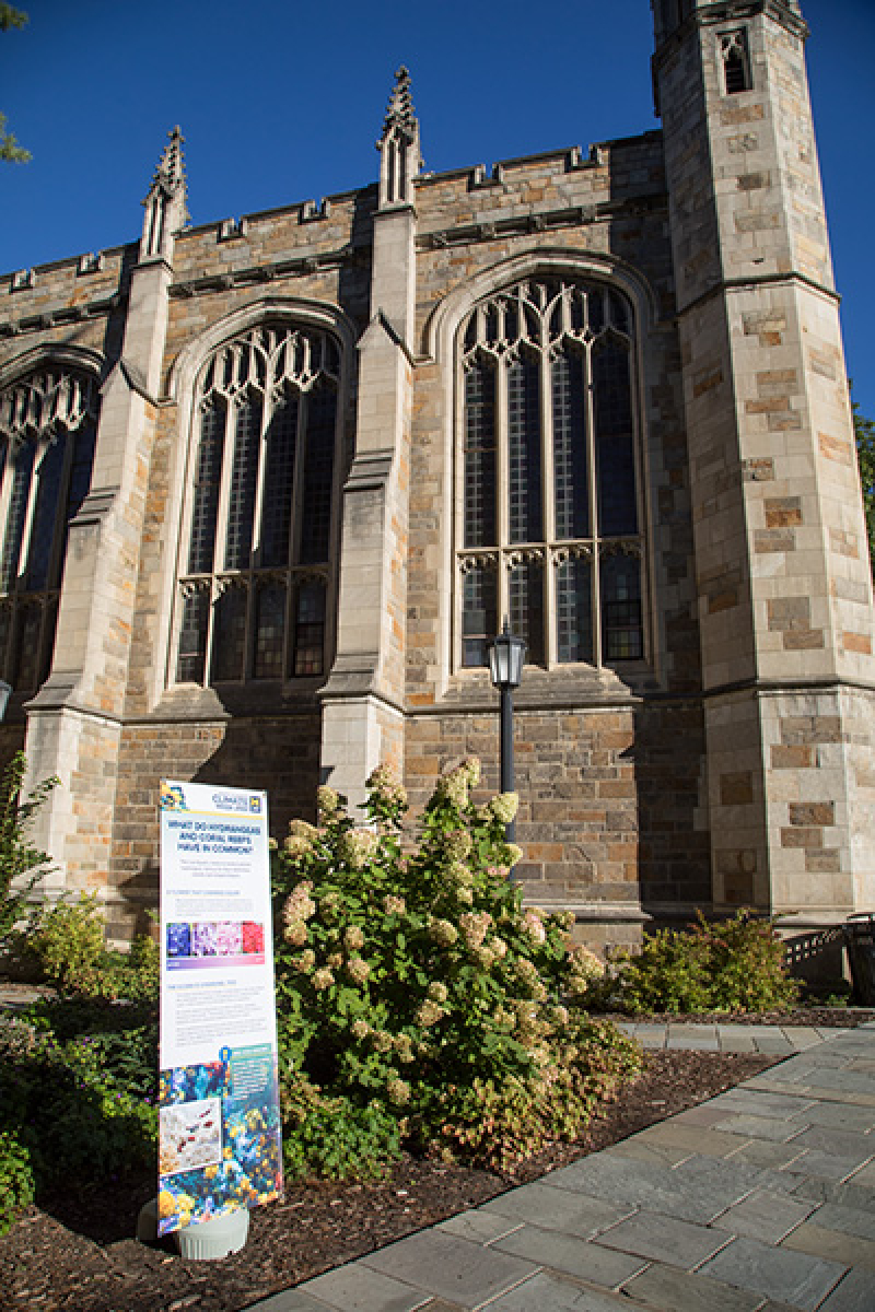 An exhibit about hydrangeas stands in the sun in front of a hydrangea plant.