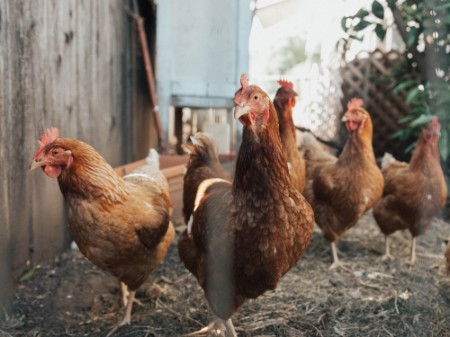 Five chickens walking and eating in a chicken coop