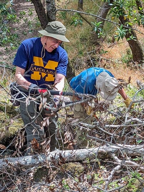 Two Michigan Law alumni clearing a fallen tree.