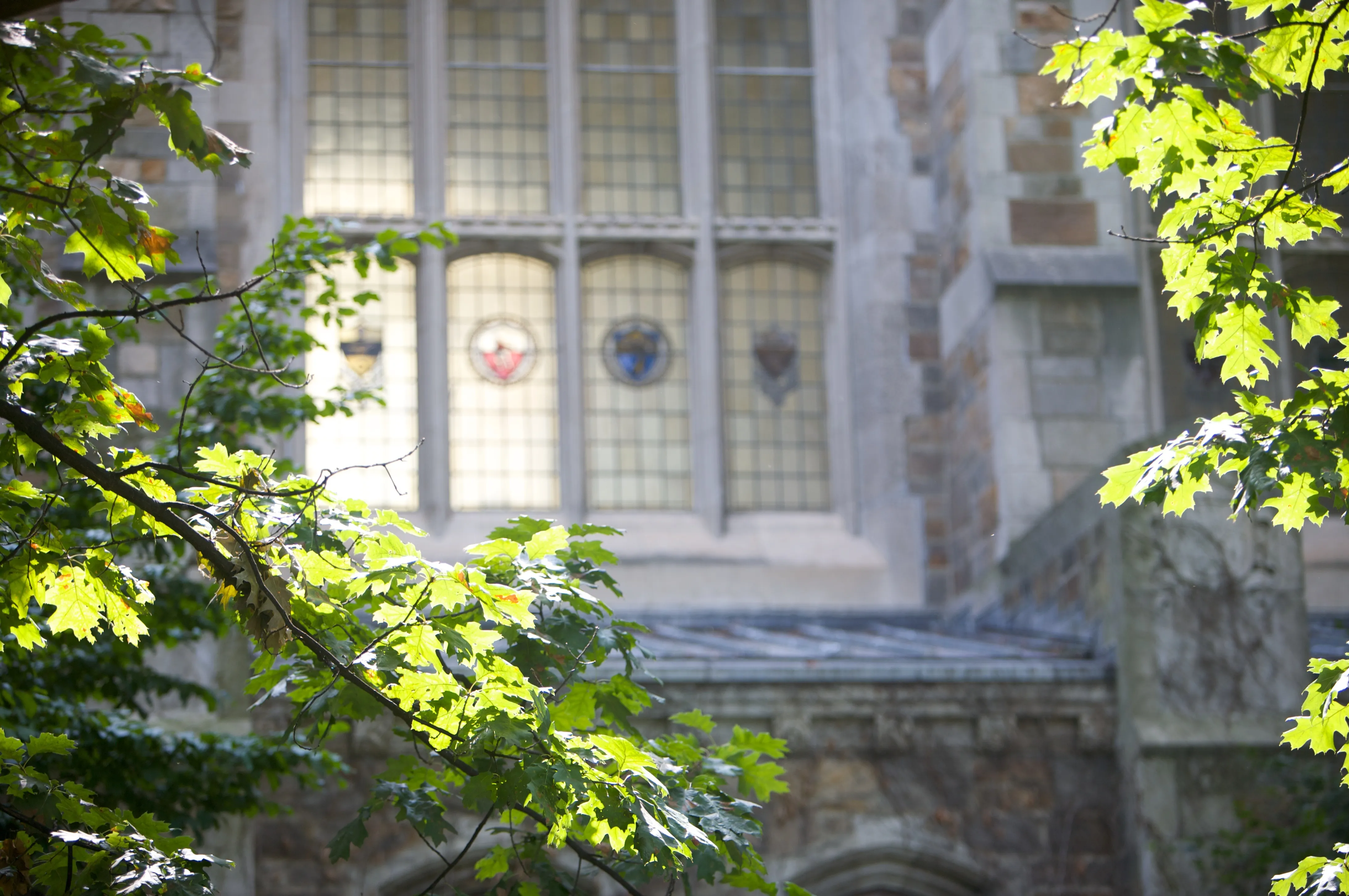 View of Hutchins hall through the leaves of the inner courtyard of the Law School during the summer