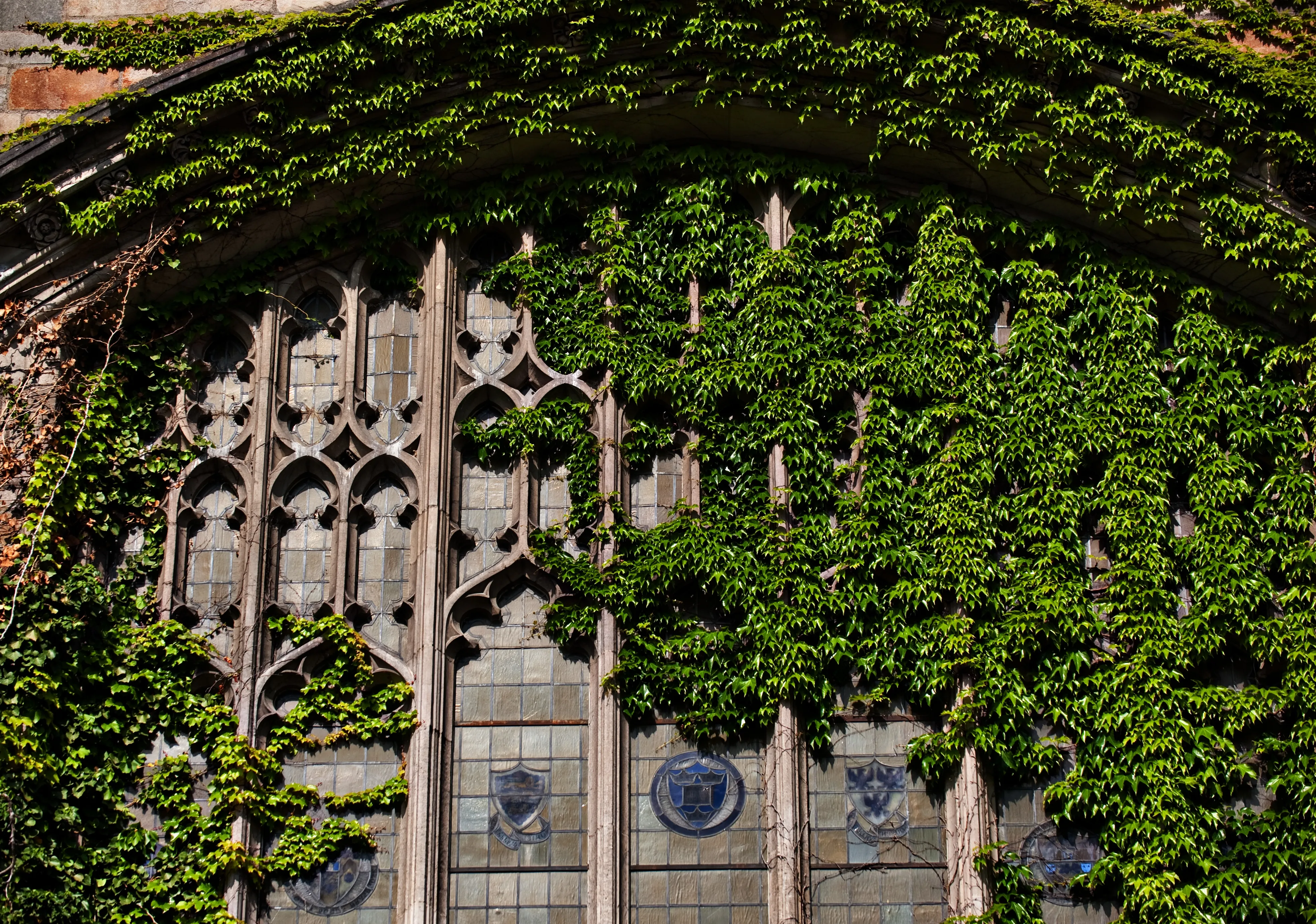 Exterior view of Michigan Law's Reading Room windows during the summer