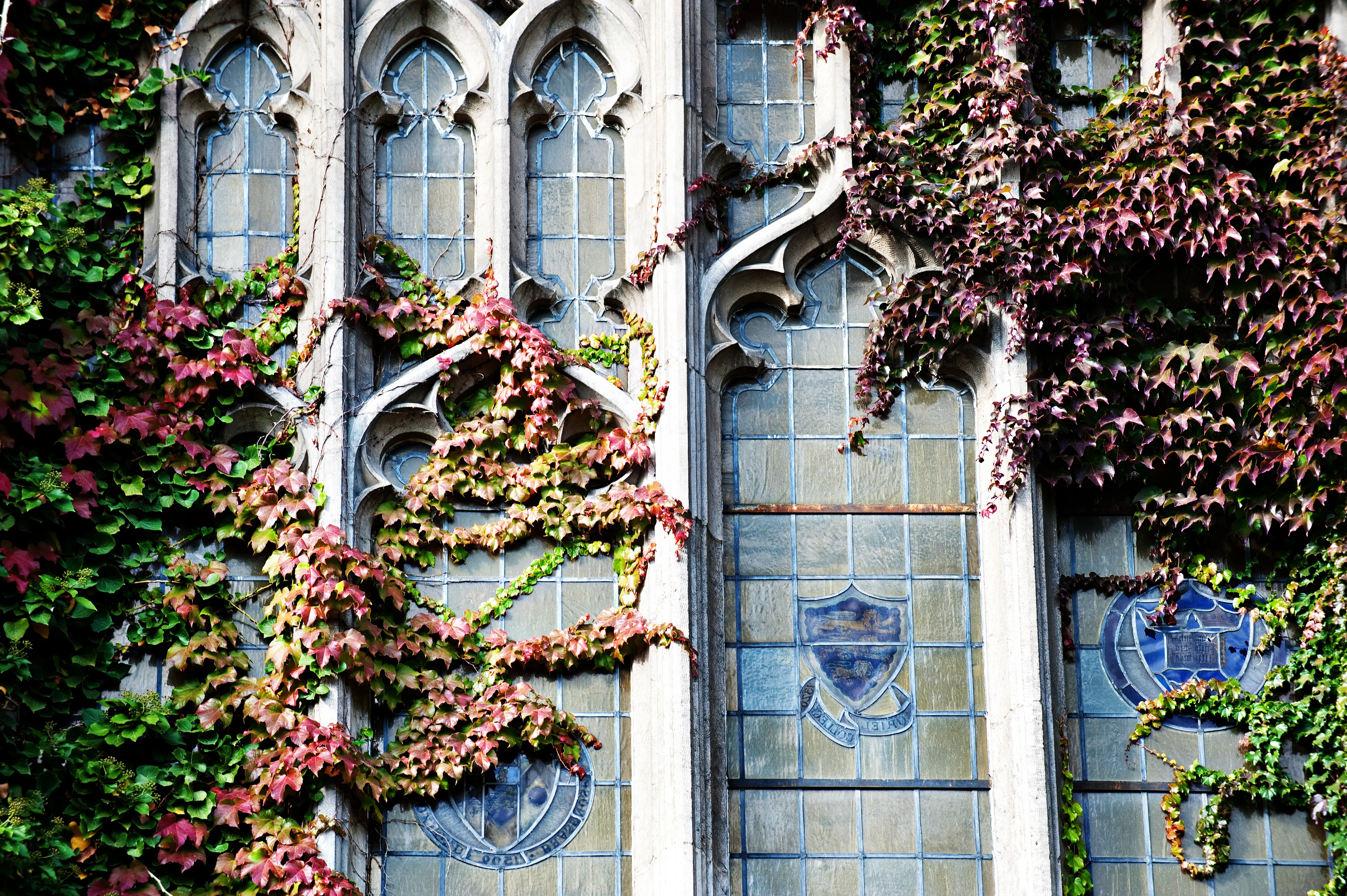 Detail of the Reading Room Windows, beauty 