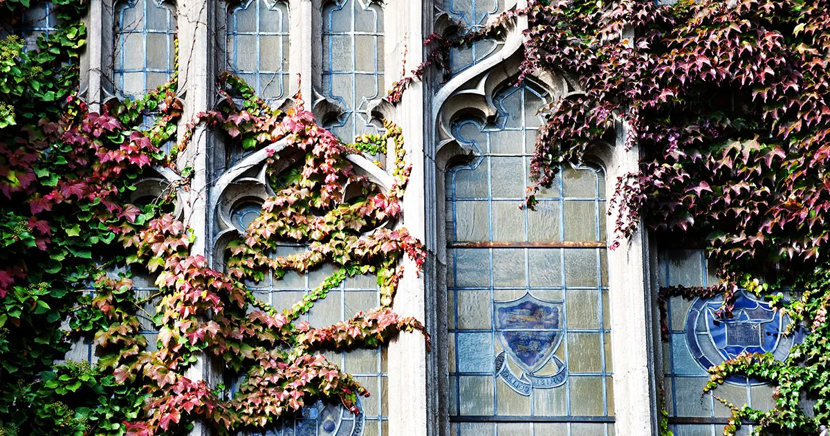 Beauty image of the Reading Room windows with Ivey on them 