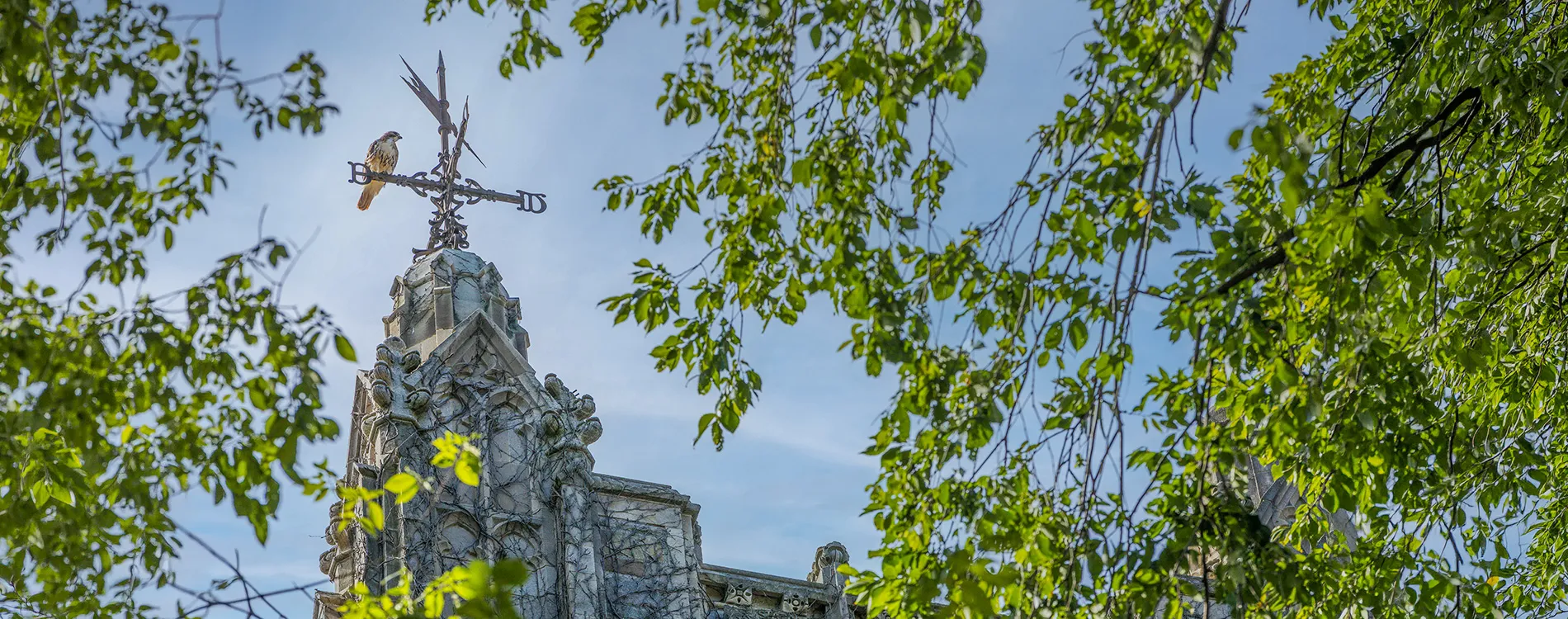 Reading Room Architecture Hawk perched on Weathervane