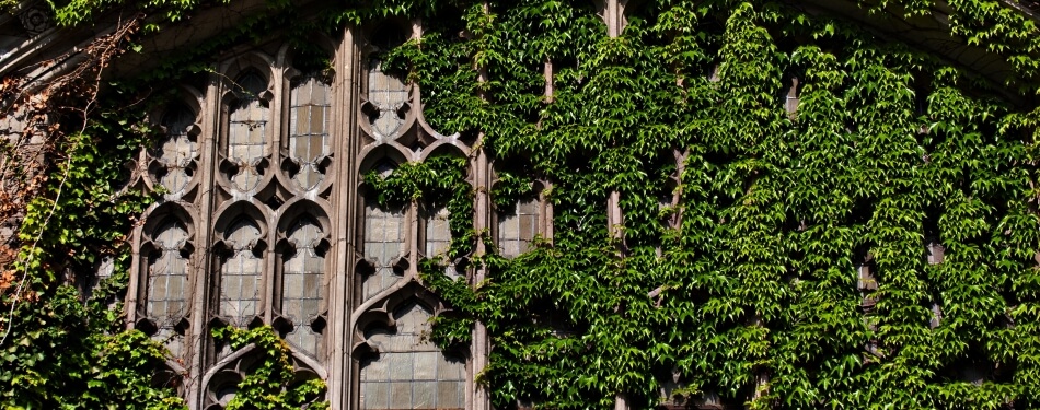 Exterior view of Michigan Law's Reading Room windows during the summer