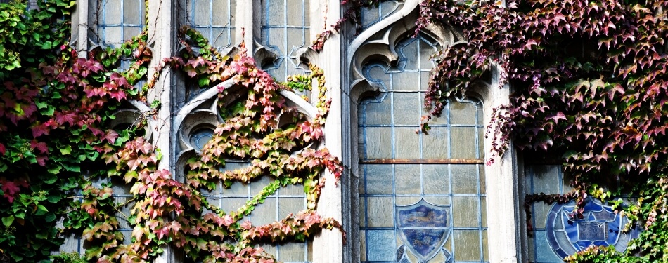 Exterior view of Michigan Law reading room windows during the fall