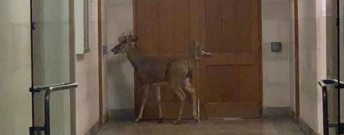 A deer wandering indoors.