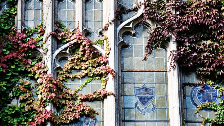 Beauty image of the Reading Room windows with Ivey on them