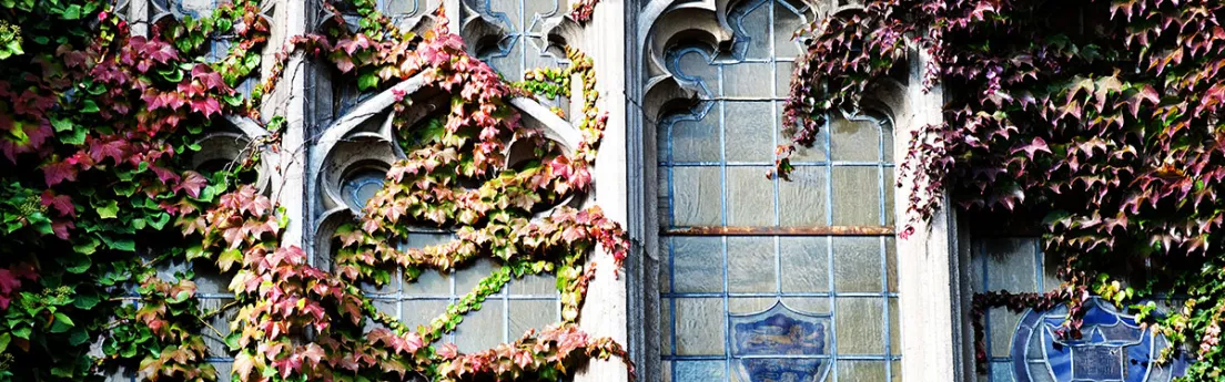 Beauty image of the Reading Room windows with Ivey on them 
